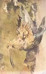 Curlew and Young